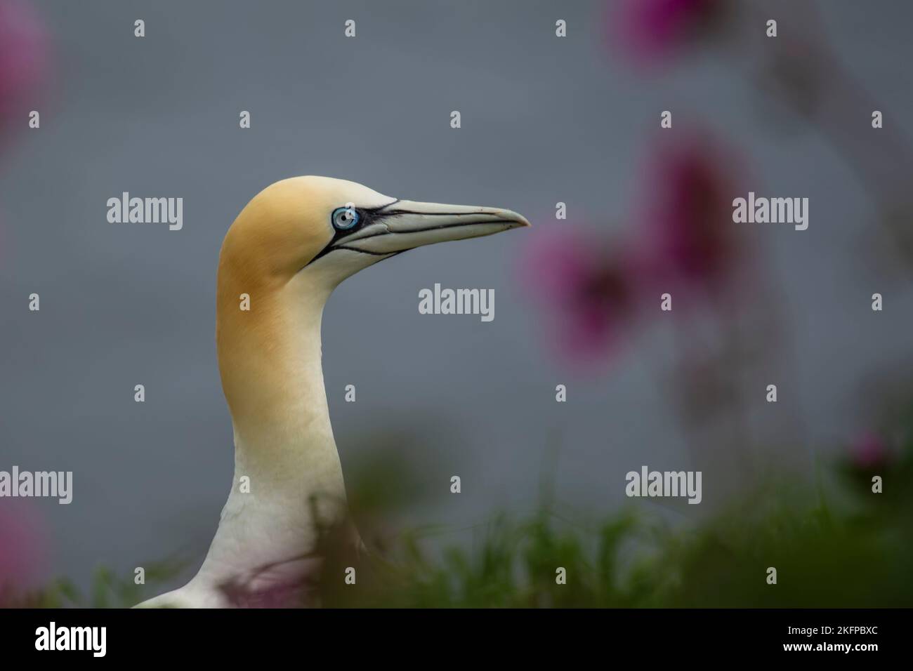 Il Northern Gannet ha girato Morus fagianus tra le piante di pesce sulle scogliere di gesso dello Yorkshire orientale Foto Stock