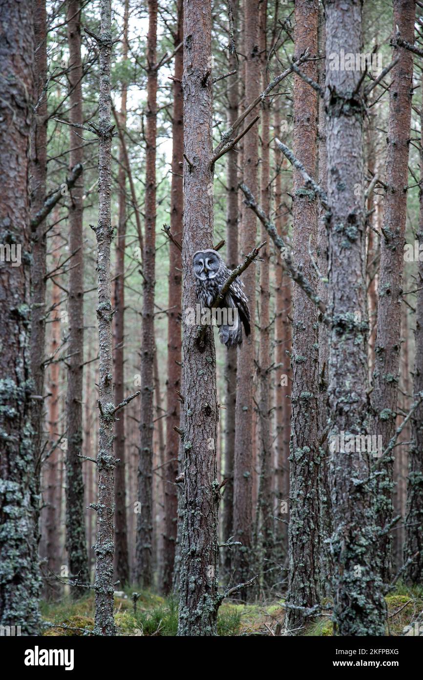 Grande gufo grigio Strix nebucosa che si erosa su un albero alto preso in condizioni controllate tra la foresta nel Cairngorms National Park, Scozia, Regno Unito Foto Stock