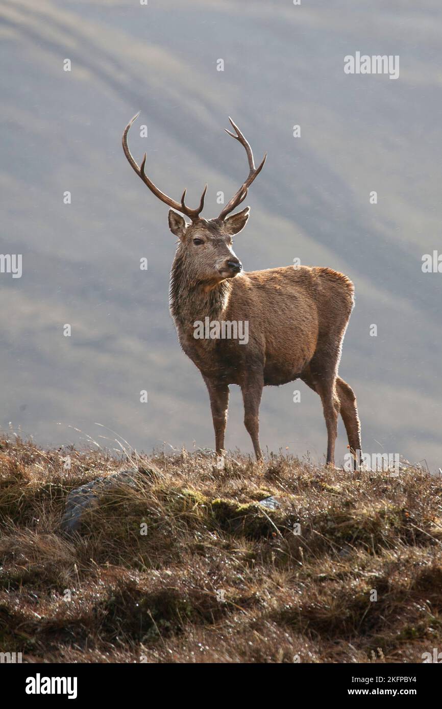 Cervo rosso Stag Cervus elaphus con formicanti prominenti su una collinetta erbosa nelle Highlands scozzesi in nebbia pioggia invernale Foto Stock