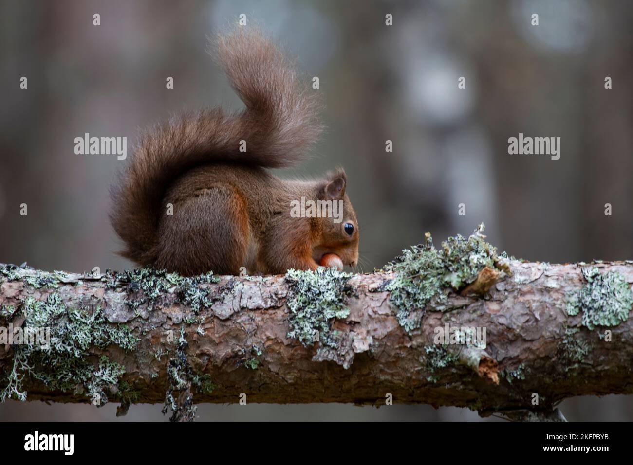 Uno scoiattolo rosso eurasiatico Sciurus vulgaris con una coda invernale boscata che mangia una nocciola su un ramo di albero coperto di lichene in Scozia Foto Stock
