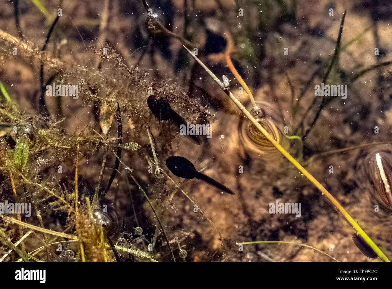 Giovane tadpole nuotare in uno stagno che è un animale anfibio che alla fine si trasformerà in una rana, foto di scorta immagine Foto Stock