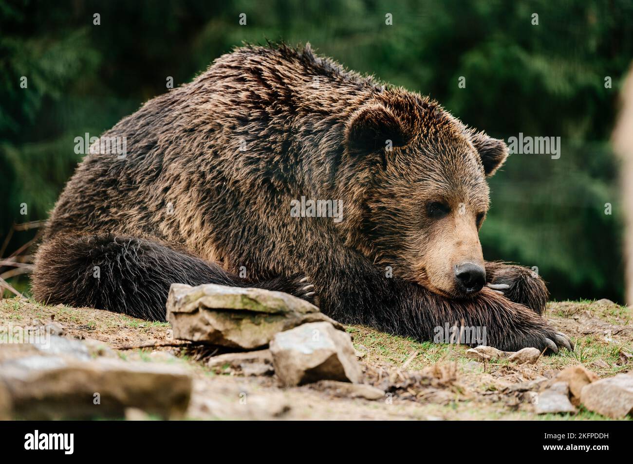 Orso bruno a piedi e in cerca di cibo, un orso dopo l'ibernazione, zampe grandi e artigli. Foto Stock