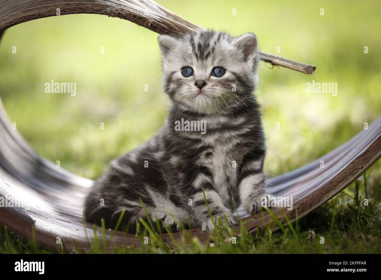 Giovane inglese Shorthair Kitten in campagna Foto Stock