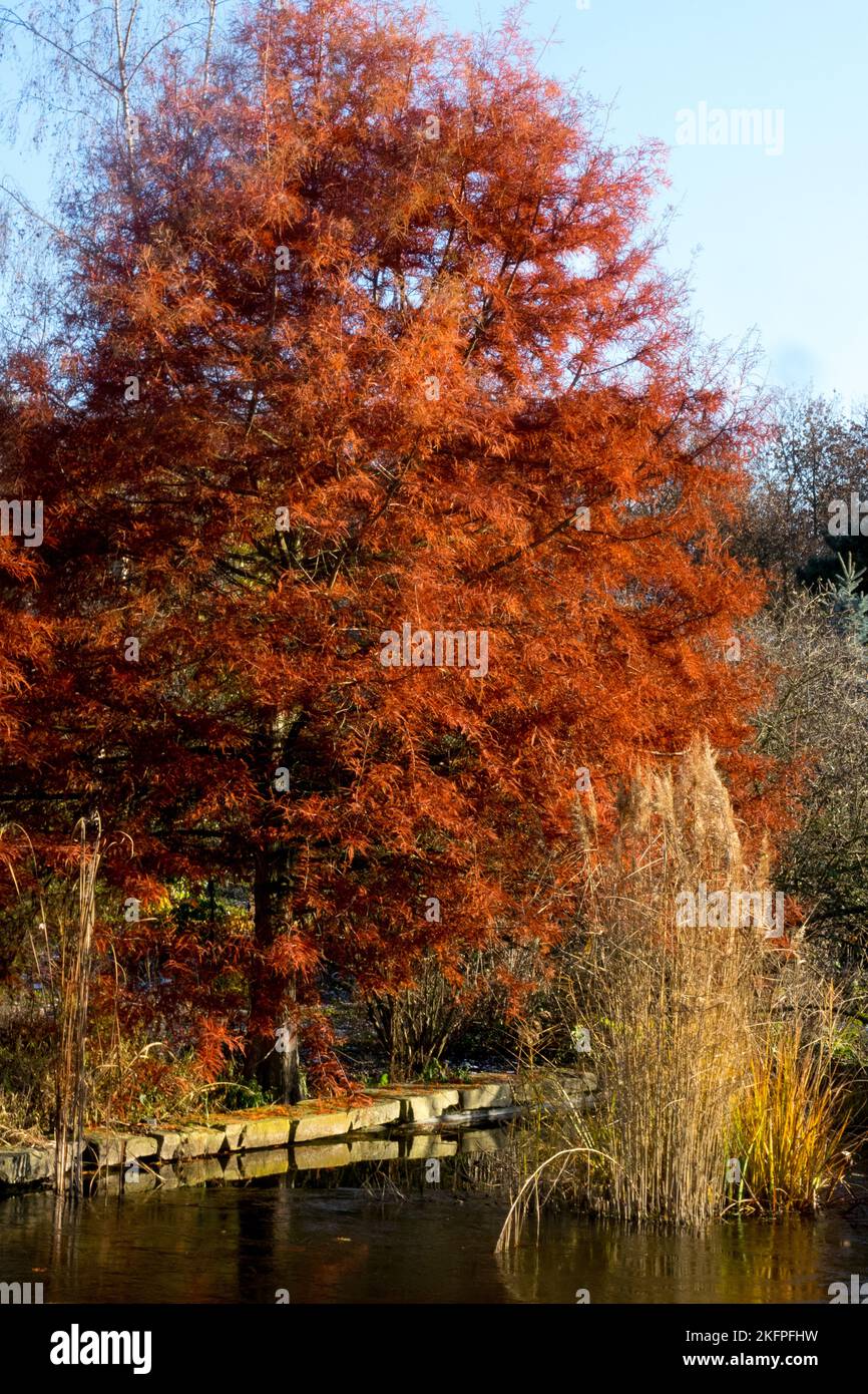 Acquavite Cypress Taxodium distillchum 'Peve Minaret' Foto Stock