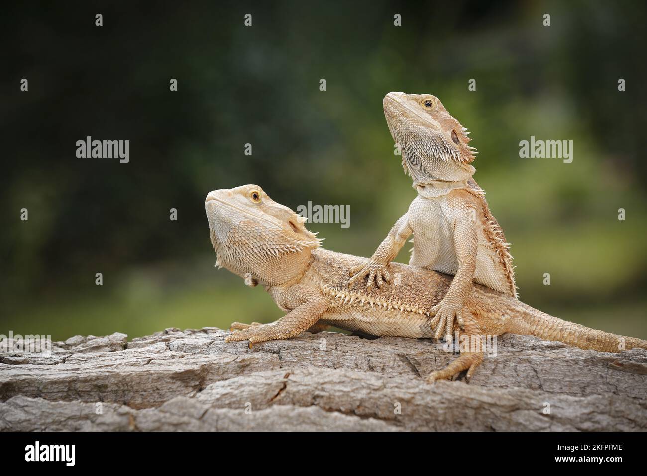 2 draghi bearded Foto Stock