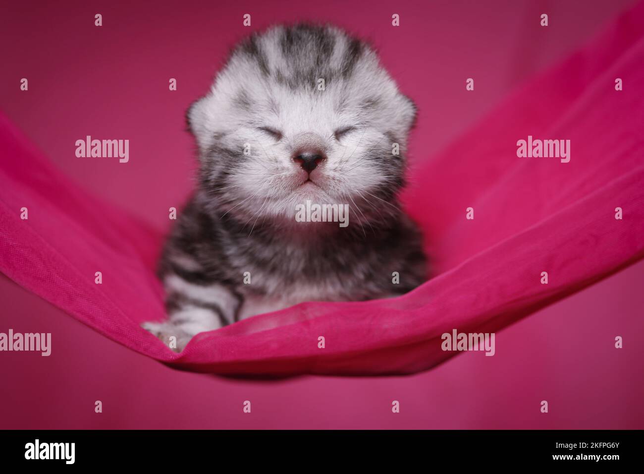 Cucciolo britannico di Shorthair neonato Foto Stock