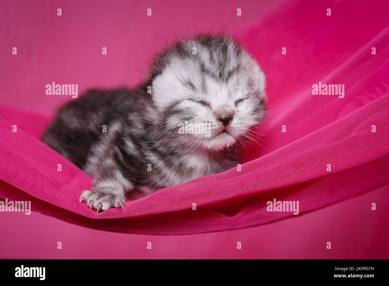 Cucciolo britannico di Shorthair neonato Foto Stock