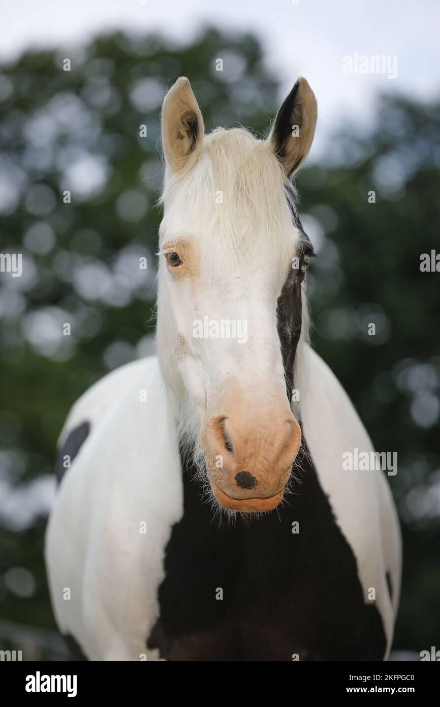 Irish Tinker ritratto Foto Stock