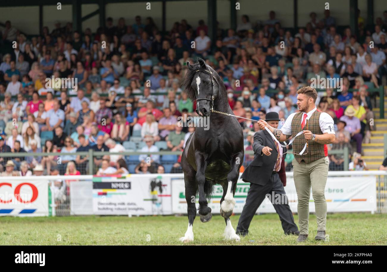 Lezioni di stallone gallese al Royal Welsh Show 2022 nell'anello principale. Builth Wells, Powys, Galles. Foto Stock