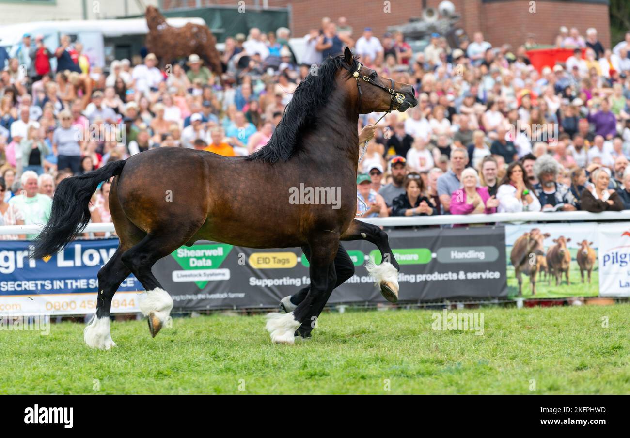 Lezioni di stallone gallese al Royal Welsh Show 2022 nell'anello principale. Builth Wells, Powys, Galles. Foto Stock