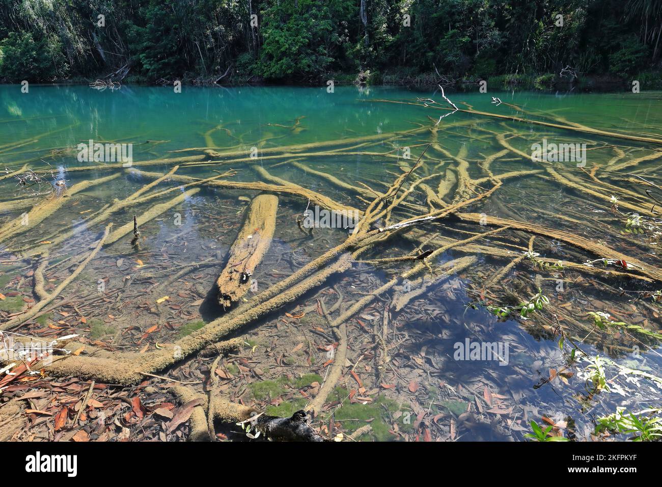 284 confusione di tronchi morti-forti riflessioni su acqua trasparente. Lago di Eacham-Australia. Foto Stock