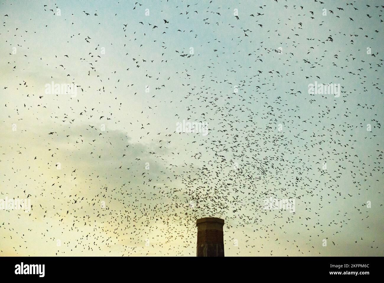 Gli swifts a Chapman elementare il 21 settembre 2022 Foto Stock