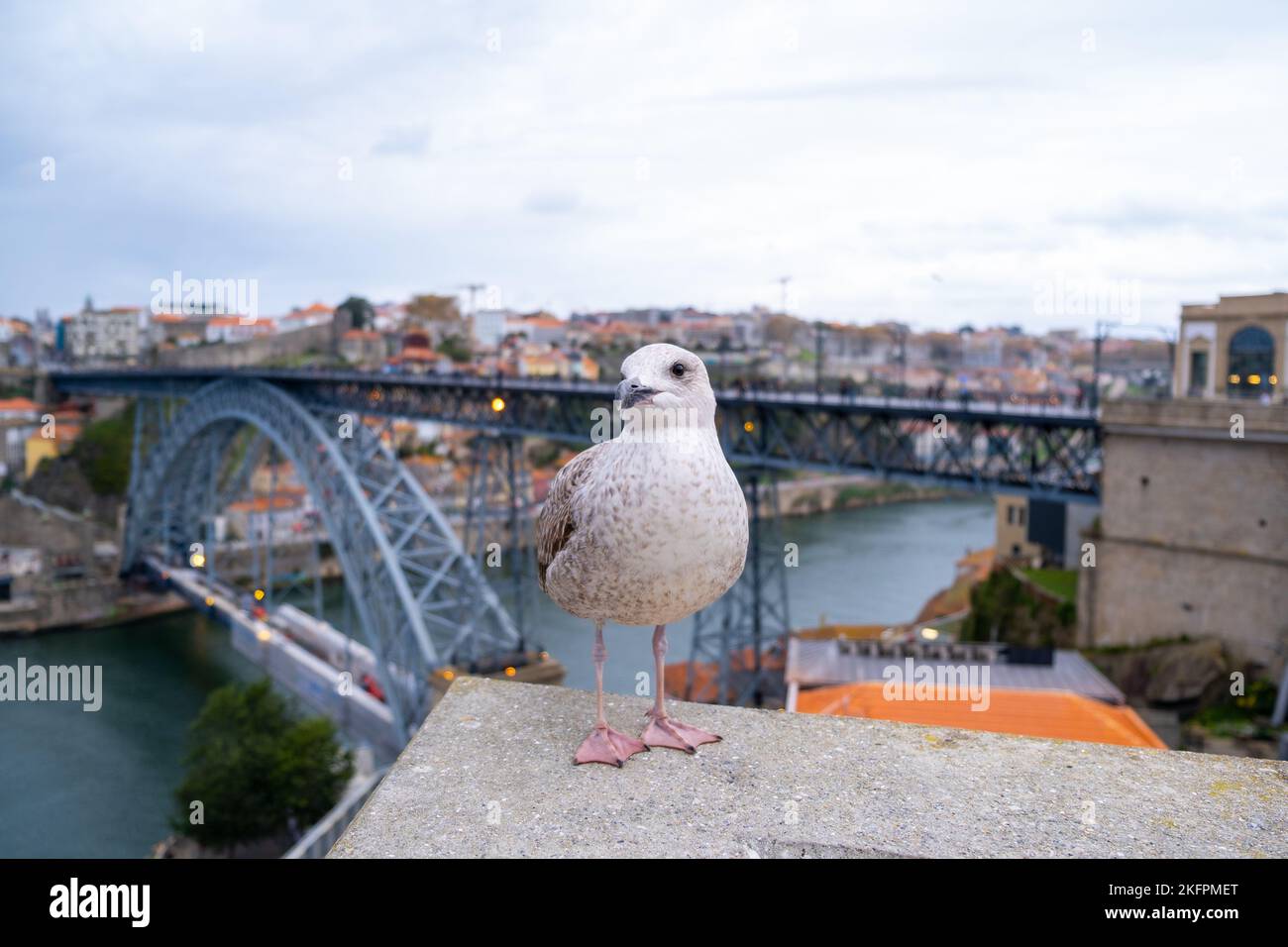 Uccello di gabbiano bianco e grigio o uccelli di mare in piedi sulla parete con il fiume Douro, il ponte Dom Luis i e la città di Porto sullo sfondo Foto Stock