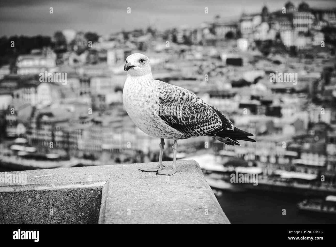 Uccello di gabbiano bianco e grigio o uccelli di mare in piedi sul muro con il fiume Douro e la città di Porto sullo sfondo. Bianco e nero. Foto Stock