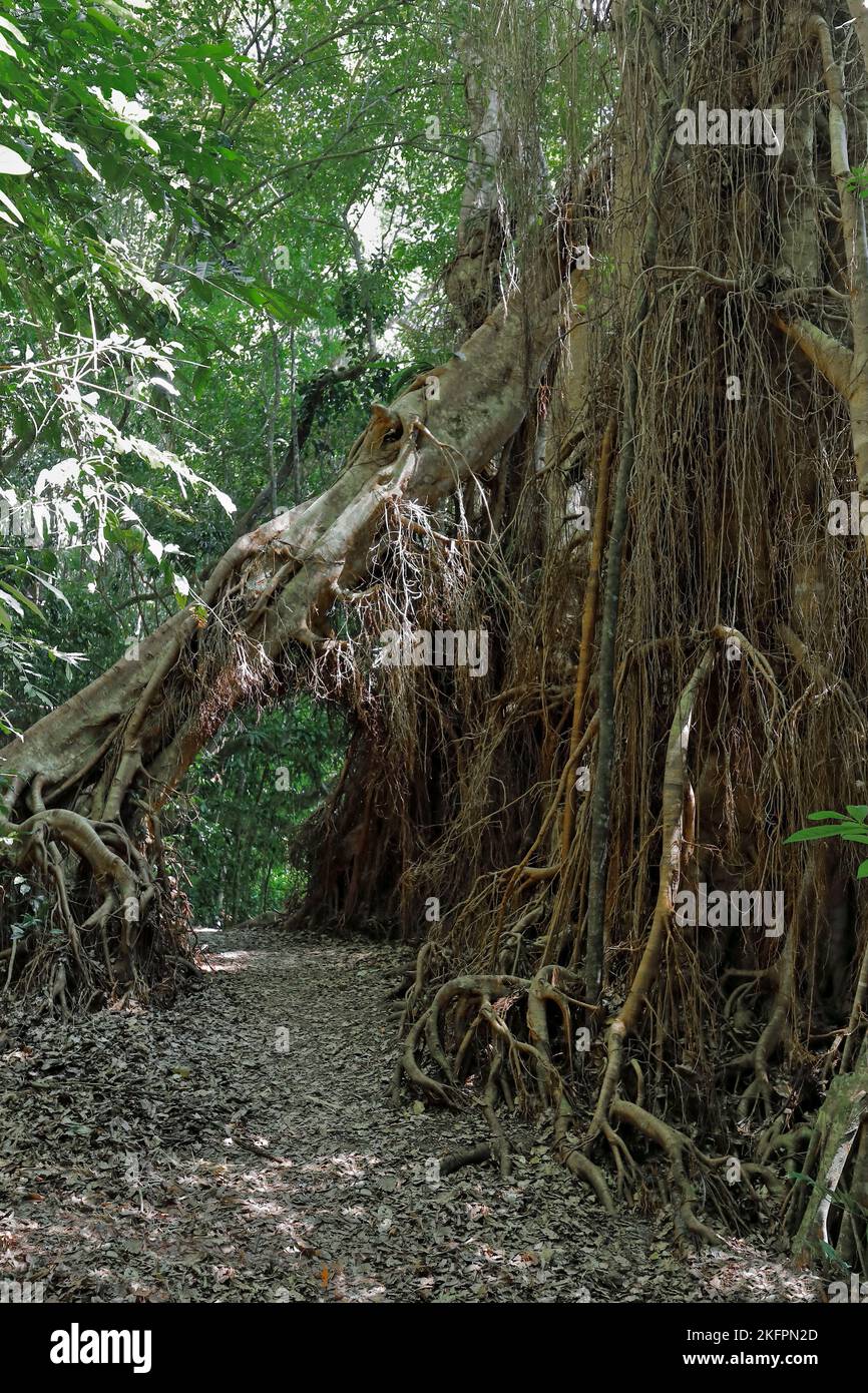 286 albero di fico pendente che forma un sottopassaggio per la pista del lago Eacham. Queensland-Australia. Foto Stock