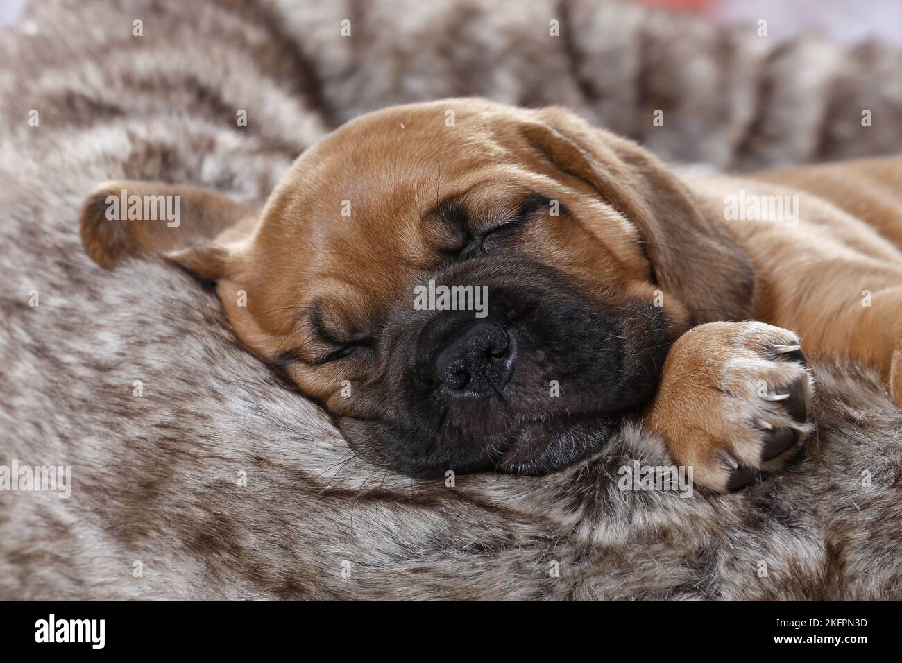 Dogue de Bordeaux cucciolo Foto Stock