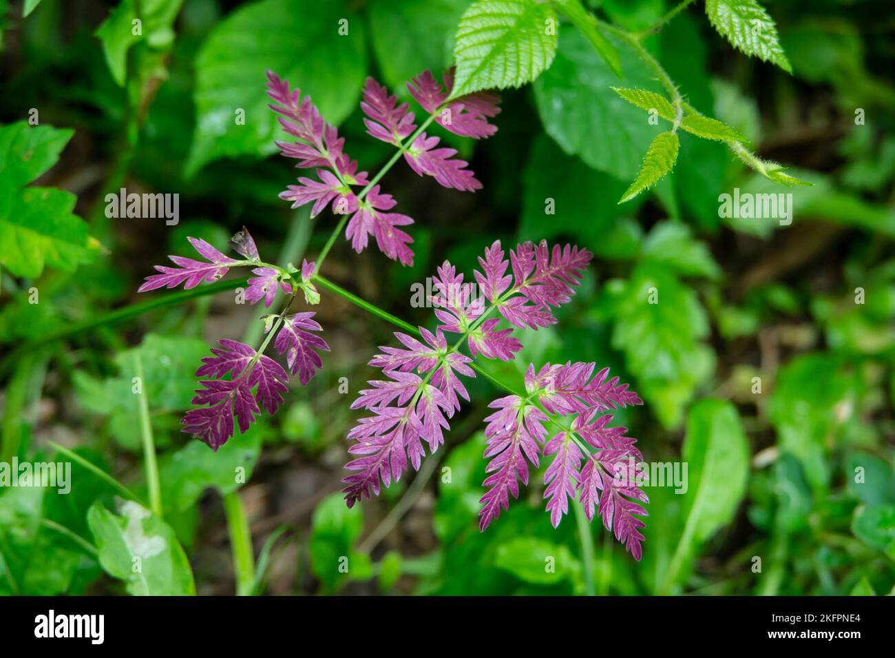 Anthriscus sylvestris pianta conosciuta prezzemolo ascow, chervello selvatico, prezzemolo selvatico becco o keck con il suo colore viola Foto Stock