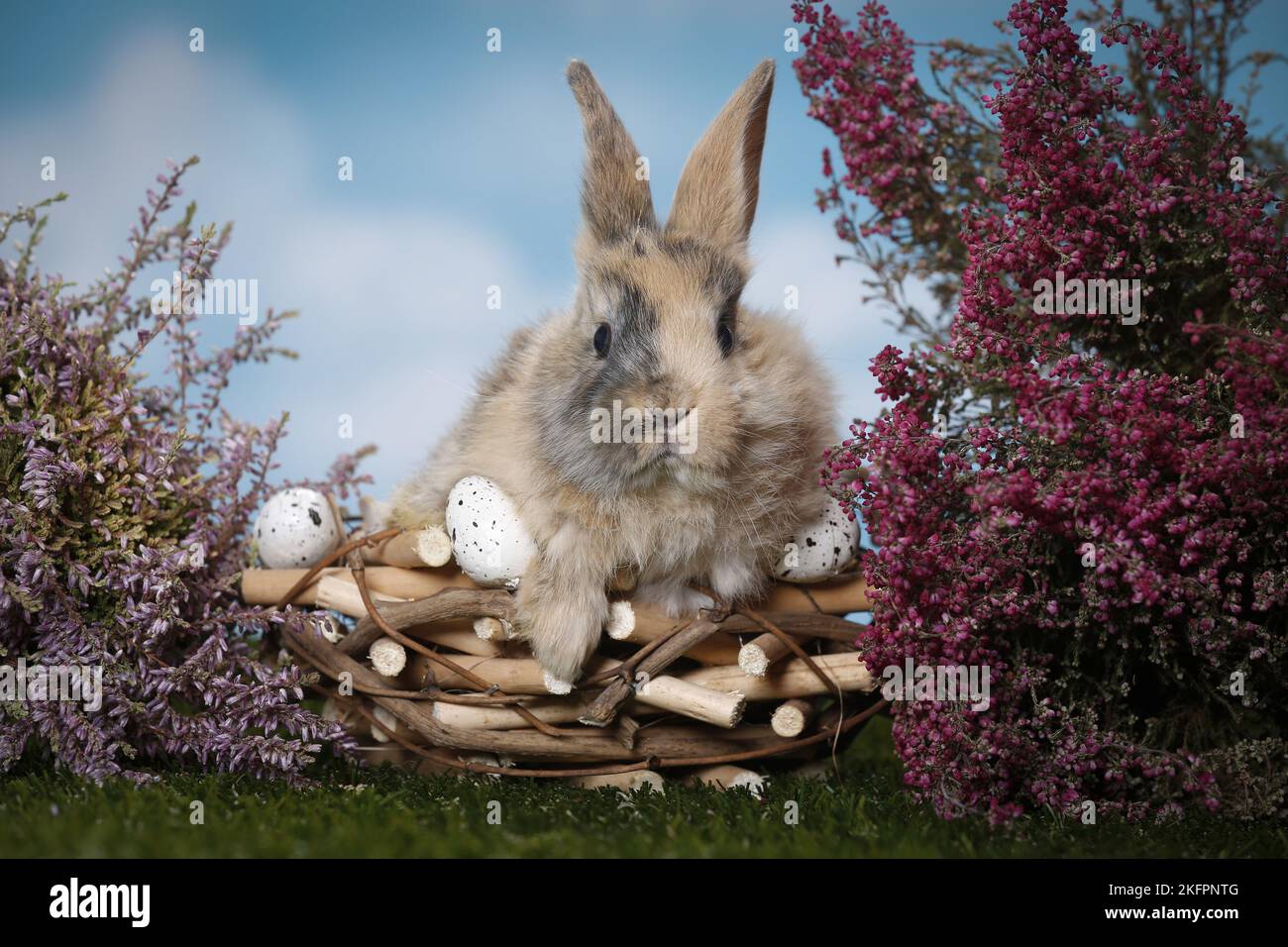 Giovane coniglio Foto Stock