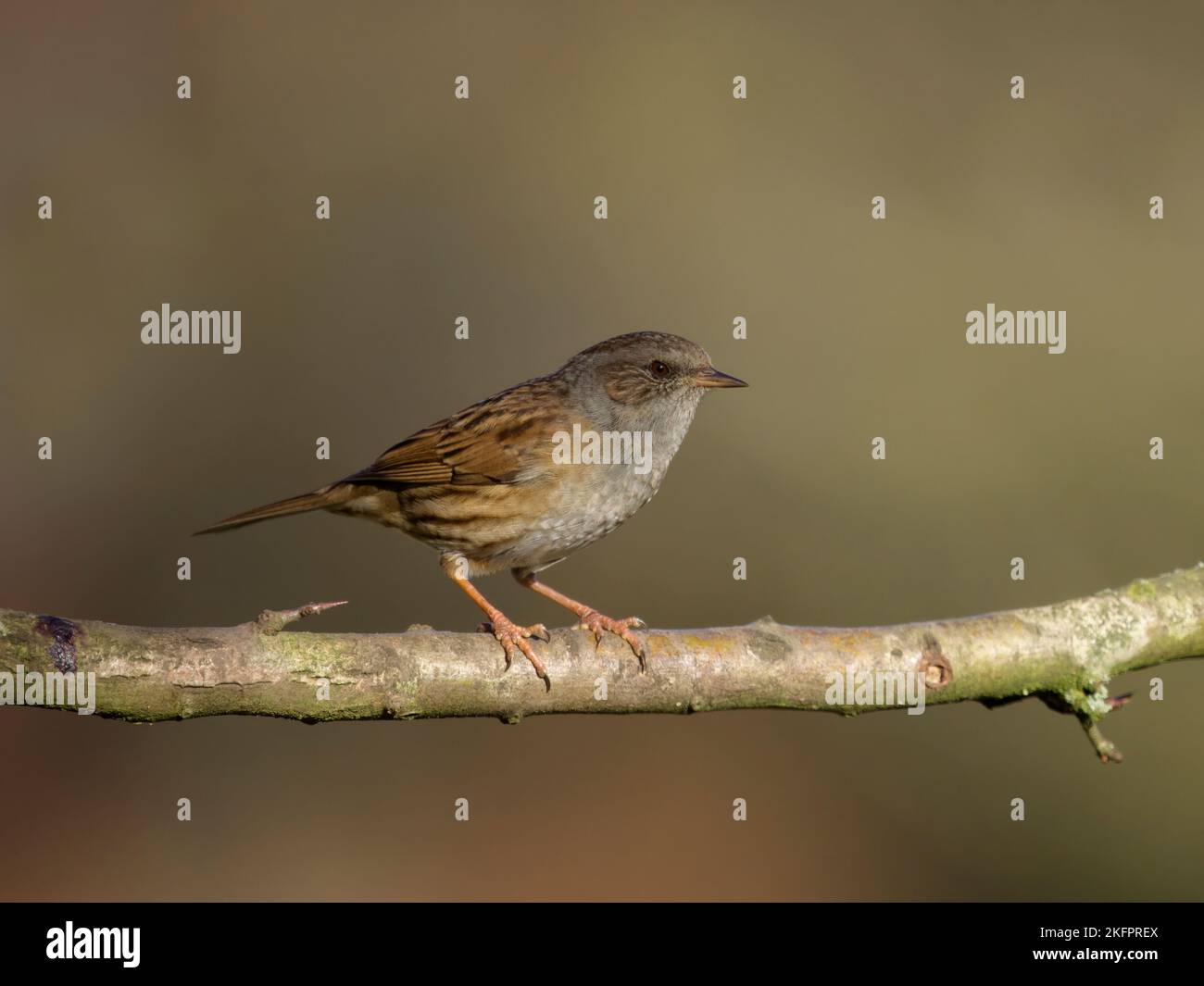 Dunnock o passero di Hedge, Prunella modularis, singolo uccello su ramo, Staffordshire, novembre 2022 Foto Stock