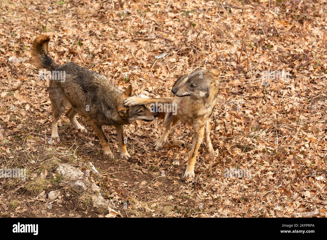 Lupo appenninico in italia, Abruzzo. Foto Stock
