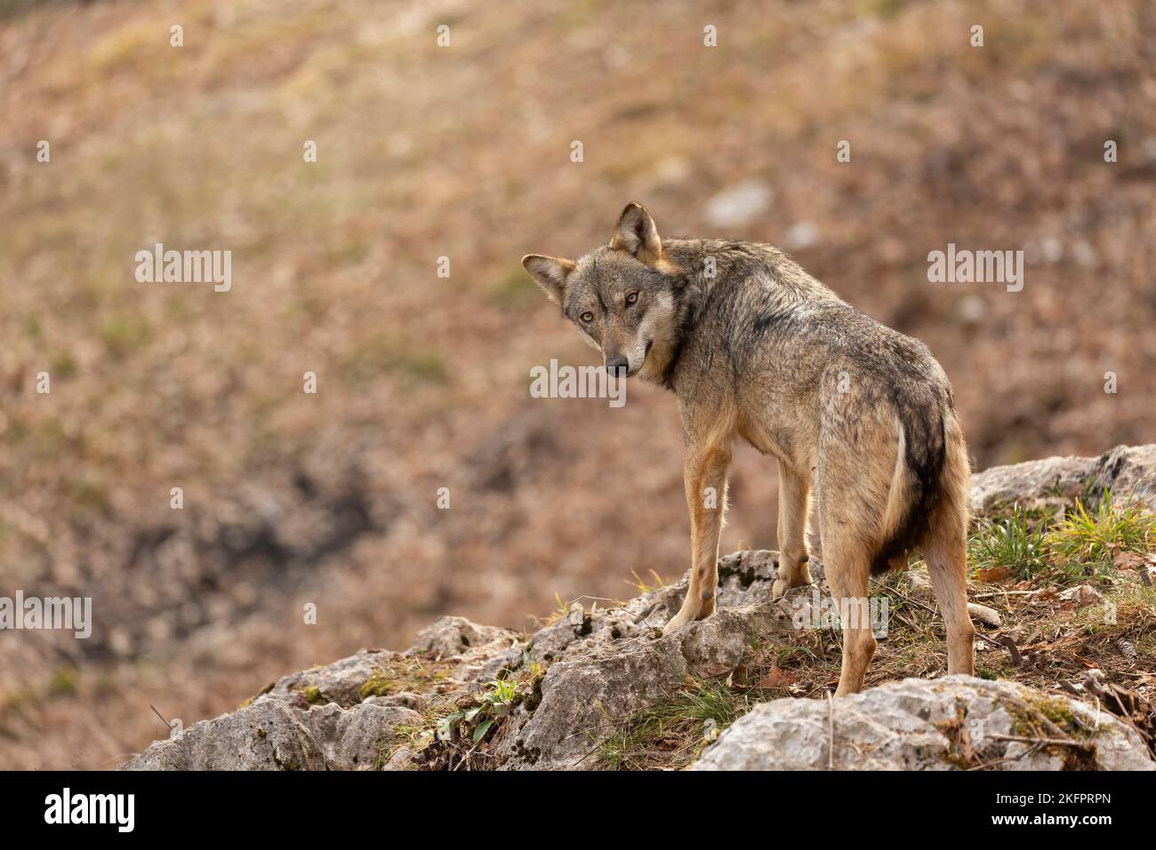 Lupo appenninico in italia, Abruzzo. Foto Stock