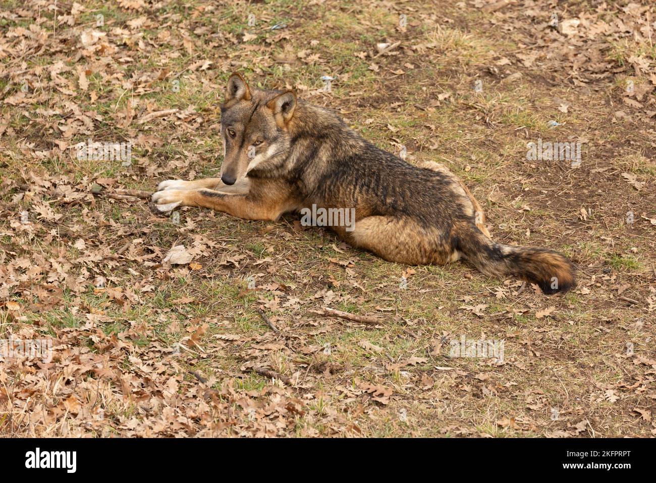 Lupo appenninico in italia, Abruzzo. Foto Stock