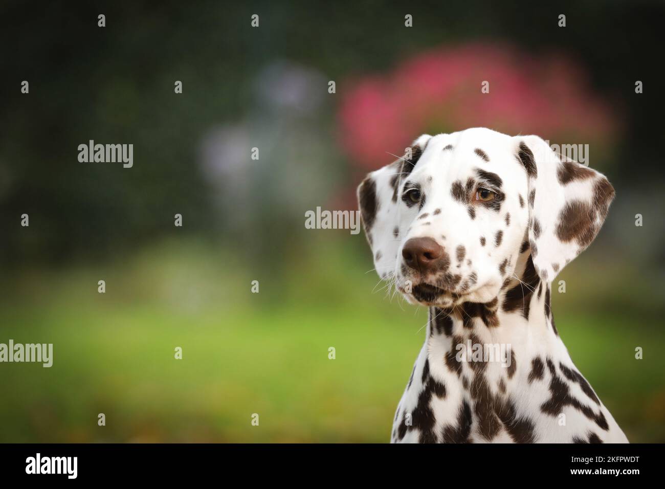 Cucciolo dalmata Foto Stock