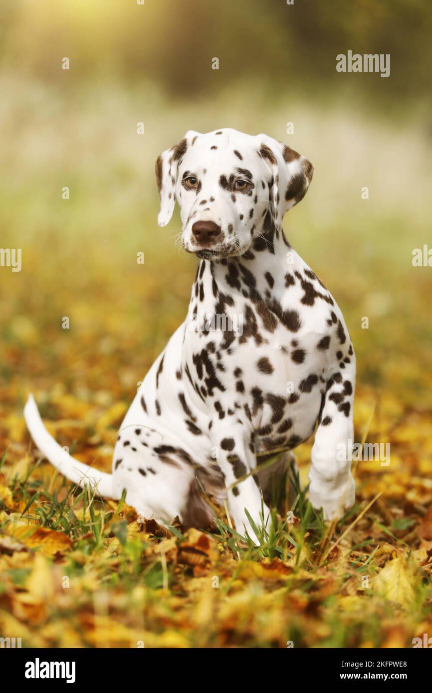 Cucciolo dalmata Foto Stock