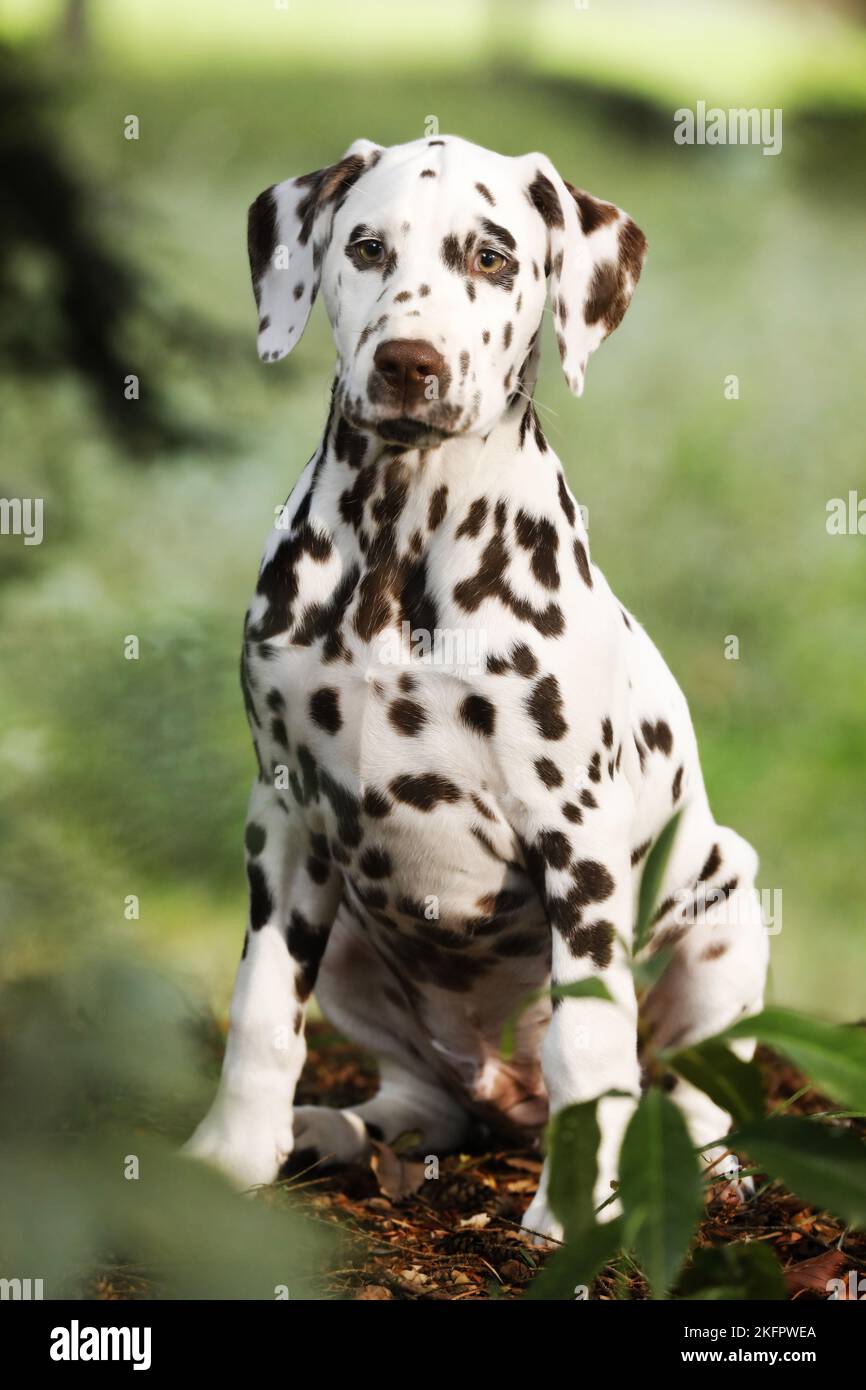 Cucciolo dalmata Foto Stock