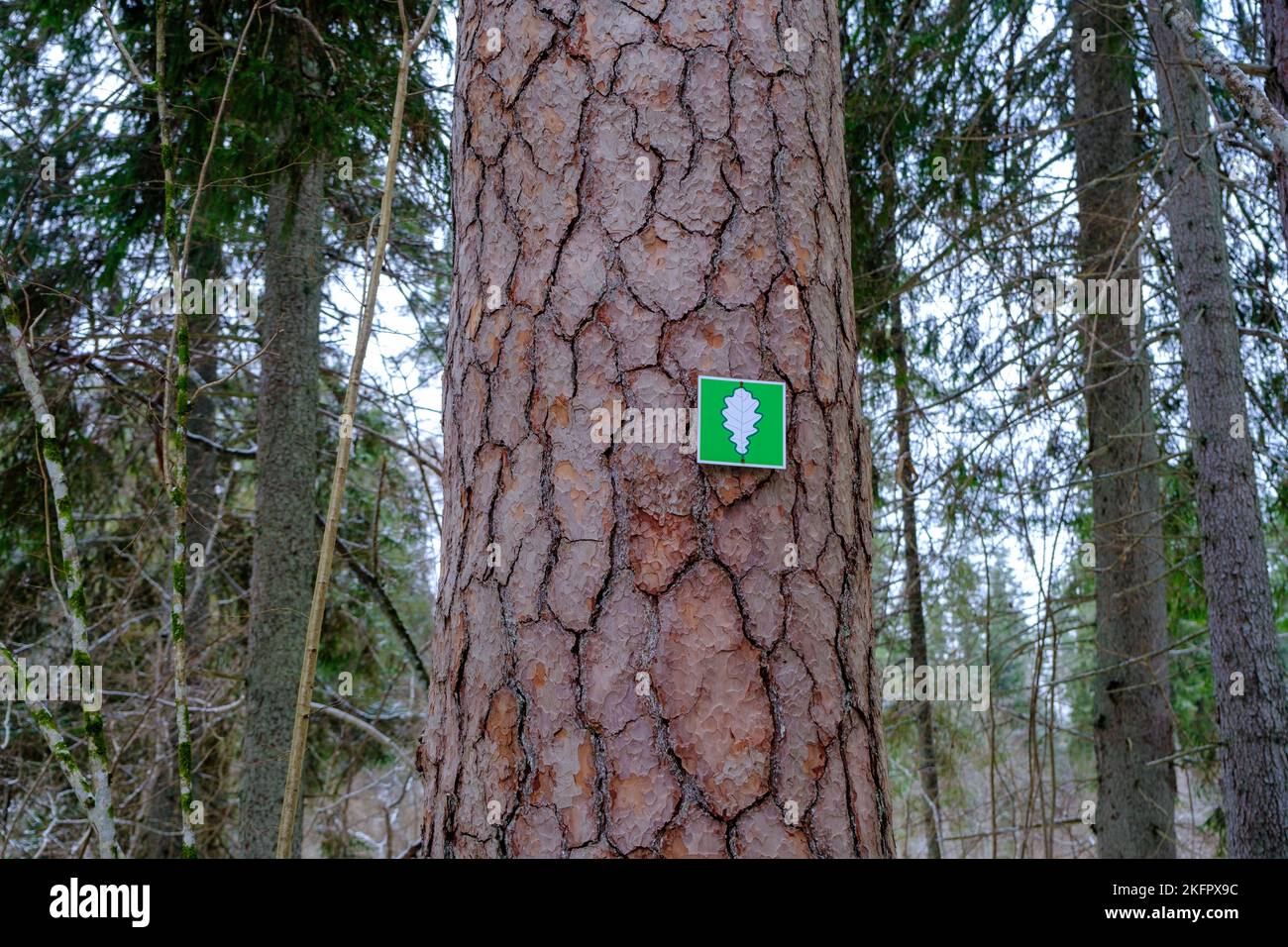 Mark su albero corteccia, vista naturale. Oggetto protetto dalla natura. Parco naturale Skanaiskalns. Novembre è la prima neve a Mazsalaca in Lettonia Foto Stock