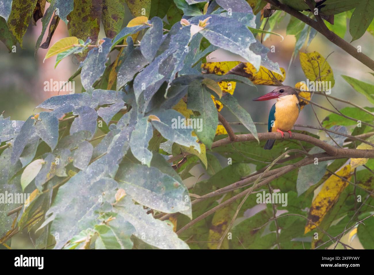 Martin pescatore in cicogna (Pelargopsis capensis) arroccato su un albero. Parco Nazionale di Chitwan. Nepal. Foto Stock