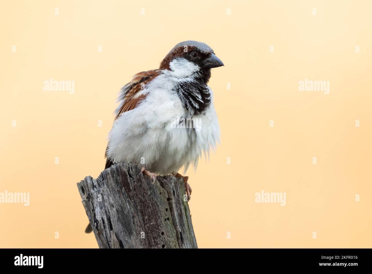 Casa Sparrow (Passer domesticus), maschio arroccato su un palo di legno. Nepal. Foto Stock