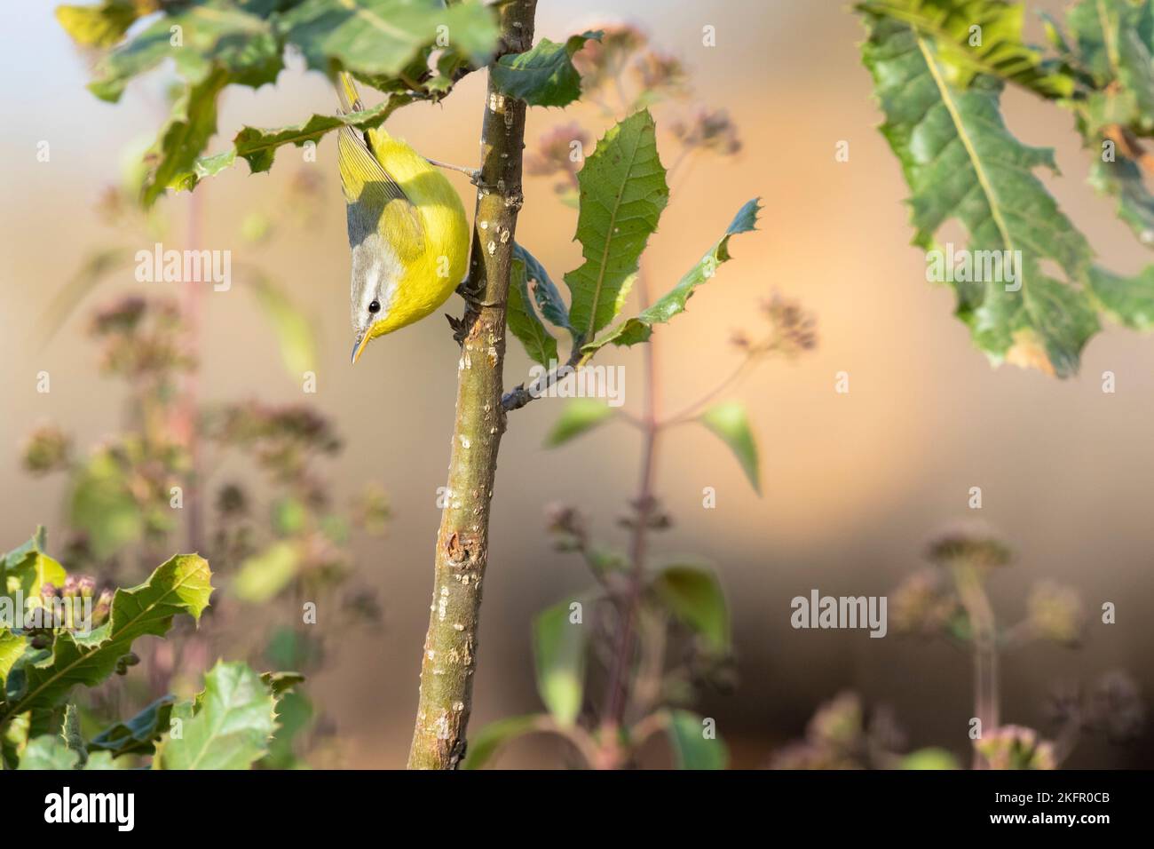 Warbler con cappuccio grigio (Phylloscopus xanthoschistos) arroccato sul cespuglio nella zona di conservazione di Annapurna. Nepal. Foto Stock