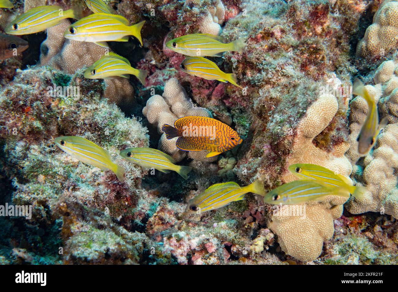 Dentice bluestripe giovanile o ta'ape, Lutjanus kasmira, e pesce angelo di Potter endemico giovanile, Centropyge potteri, sulla barriera corallina, Kona, Hawaii, STATI UNITI Foto Stock