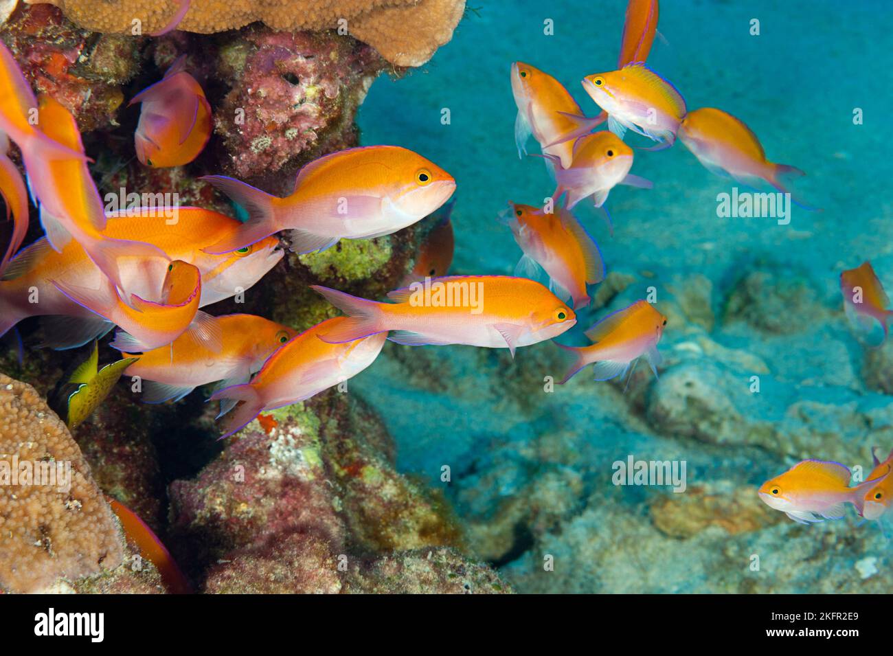 anthias bicolore, Pseudanthias bicolore, Honokohau, Kona, Hawaii Island ( The Big Island ), Hawaii, USA ( Oceano Pacifico Centrale ) Foto Stock