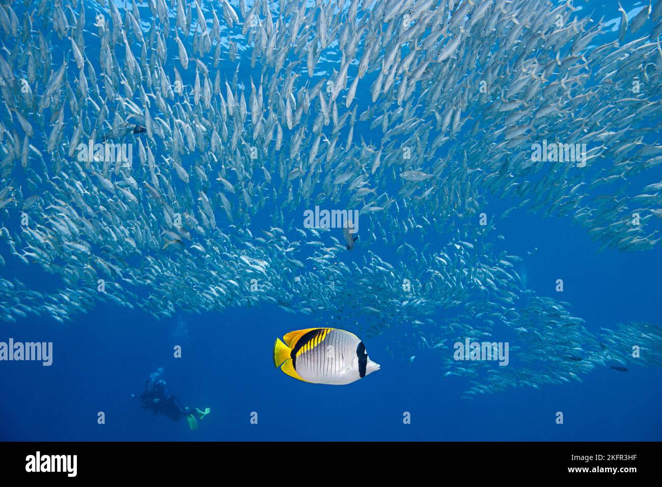 Un pesce farfalla fiancheggiato, Chaetodon lineolatus, nuota sotto una scuola di pesce gatto quadrato, pesce gatto a strisce gialle, o pesce gatto fiancheggiato giallo, Hawaii Foto Stock