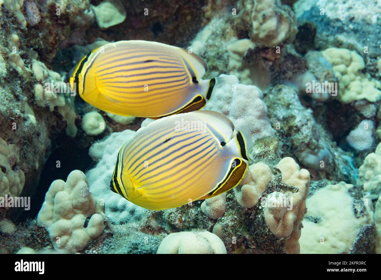 Coppia accoppiata di pesci farfalla ovali, pesci farfalla con alette rosse, pesci farfalla rossa o kapuhili, Chaetodon lunulatus, Makako Bay, North Kona, Hawaii, STATI UNITI Foto Stock