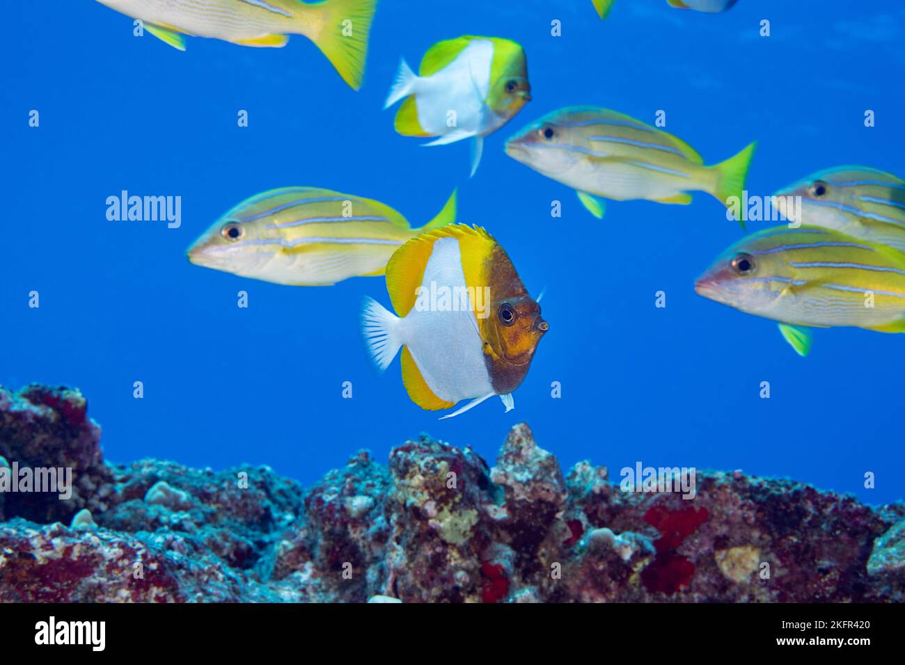 Pesce farfalla piramidale, Himitaurichthys polylepis, con dentici bluestripe o ta'ape, Lutjanus kasmira, passando dietro, Mahaiula, Kona, Hawaii, Stati Uniti Foto Stock