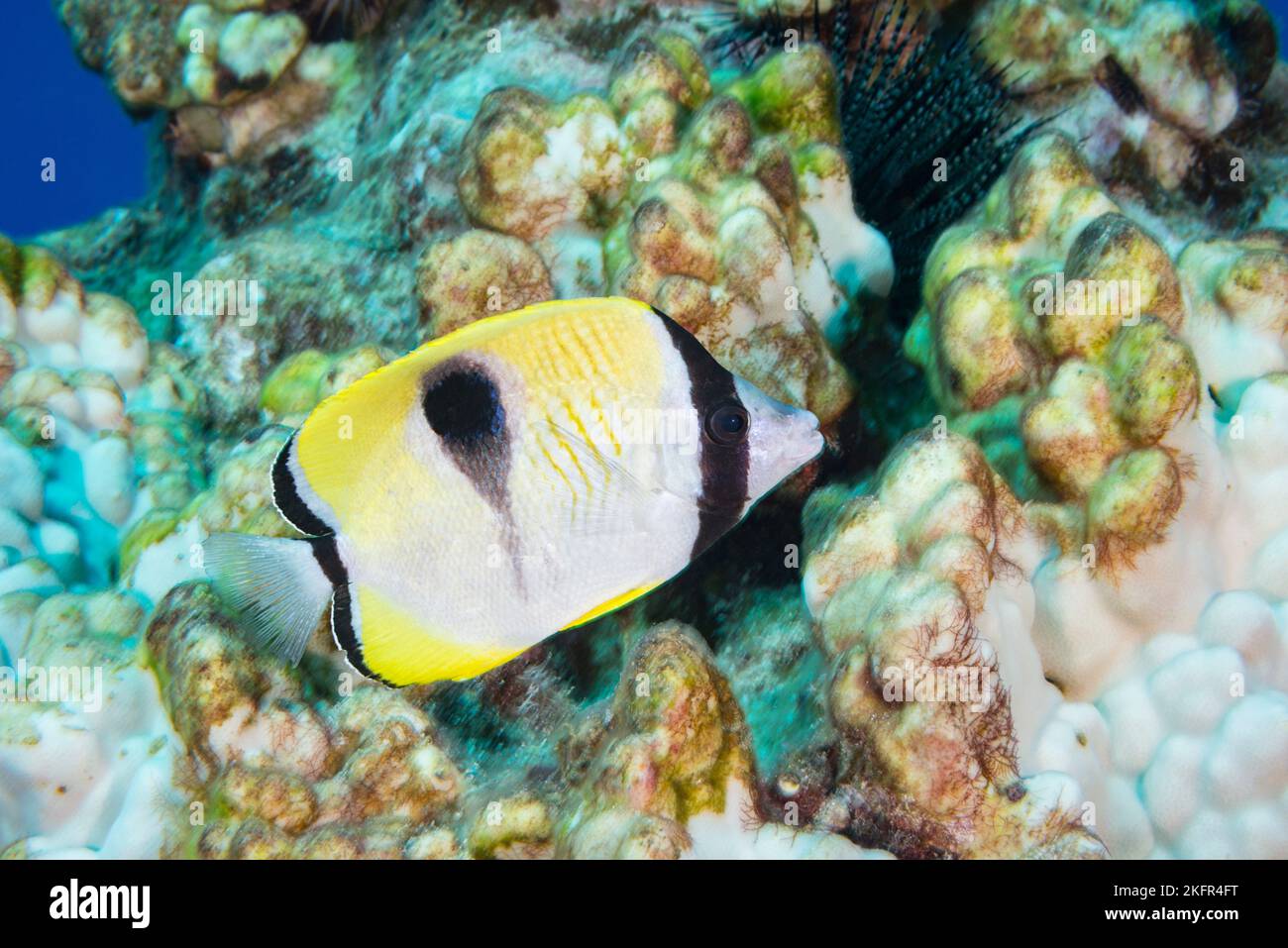 Pesce farfalla lacrima o lauhau, Chaetodon unimaculatus, nuoto su corallo lobo sbiancato, Porites lobata, a seguito di onda di calore marino, Kona, Hawaii Foto Stock