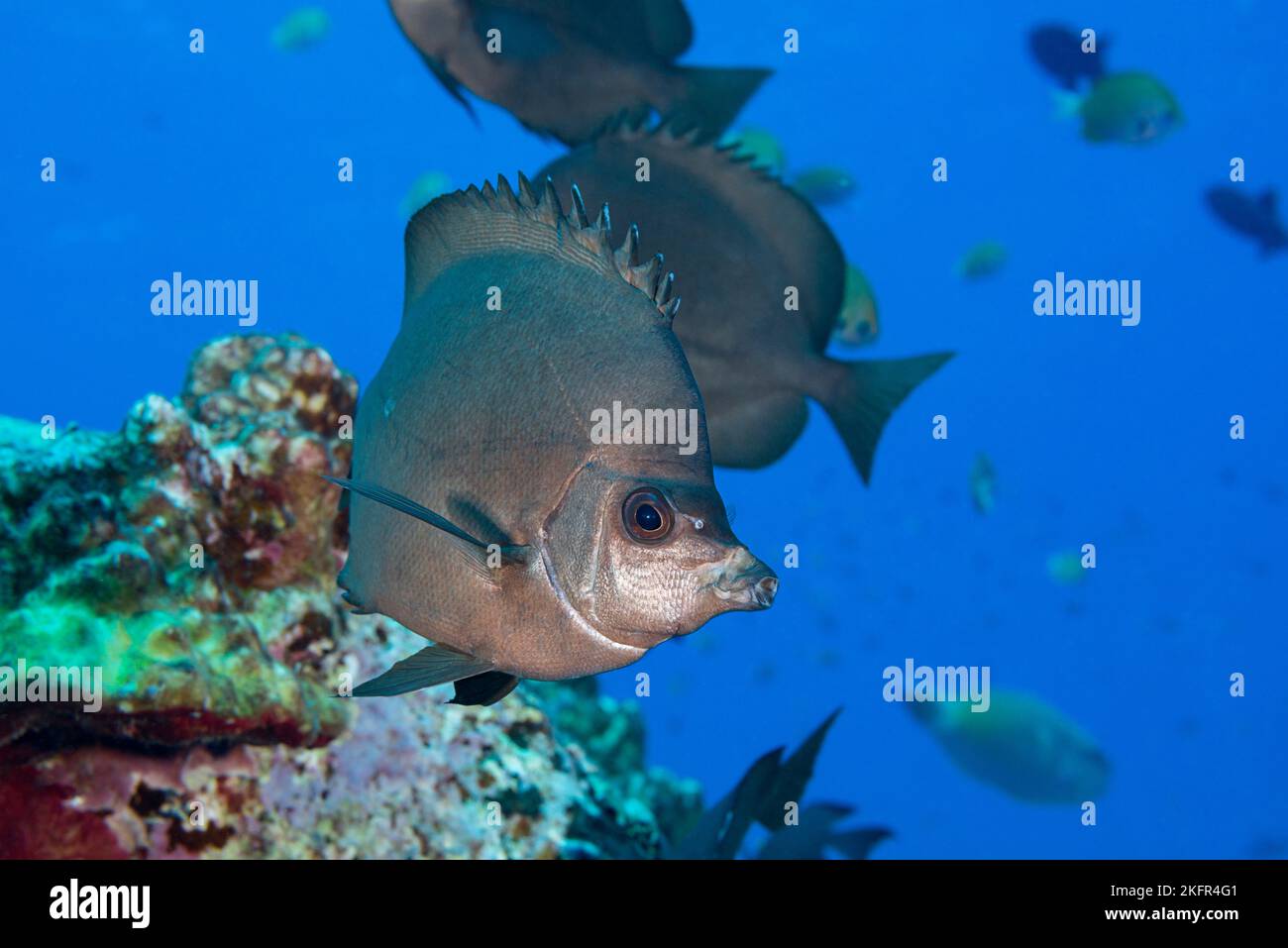 Thompson's butterflyfish, Hemitaurichthys thompsoni, Pawai Bay, North Kona, Hawaii ( The Big Island ), Stati Uniti ( Oceano Pacifico centrale ) Foto Stock