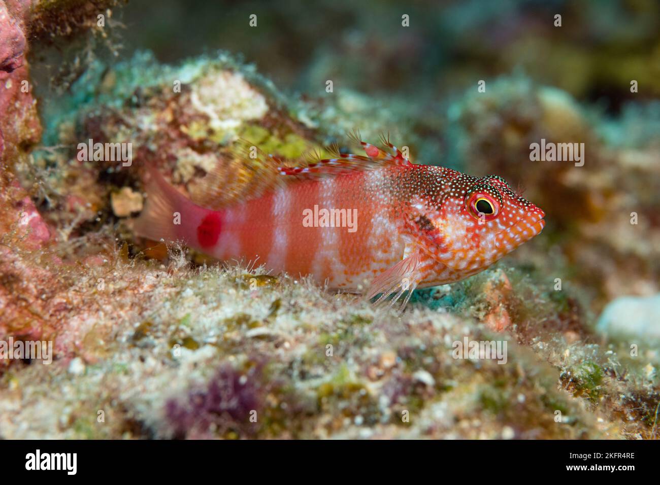 Pesce rosso o pilikoa, Cirrhitops fasciatus (specie endemiche), Hoover's Reef, Makako Bay, Keahole, North Kona, Hawaii Island, Stati Uniti Foto Stock