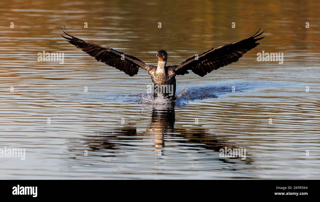 Primo piano di un cormorano a doppia crestata, le ali di phalacrocorax auritus si riflettono nell'acqua Foto Stock