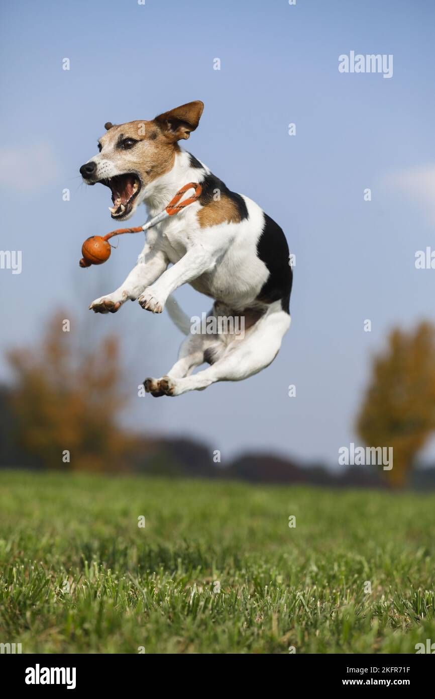 Jumping Jack Russell Terrier Foto Stock