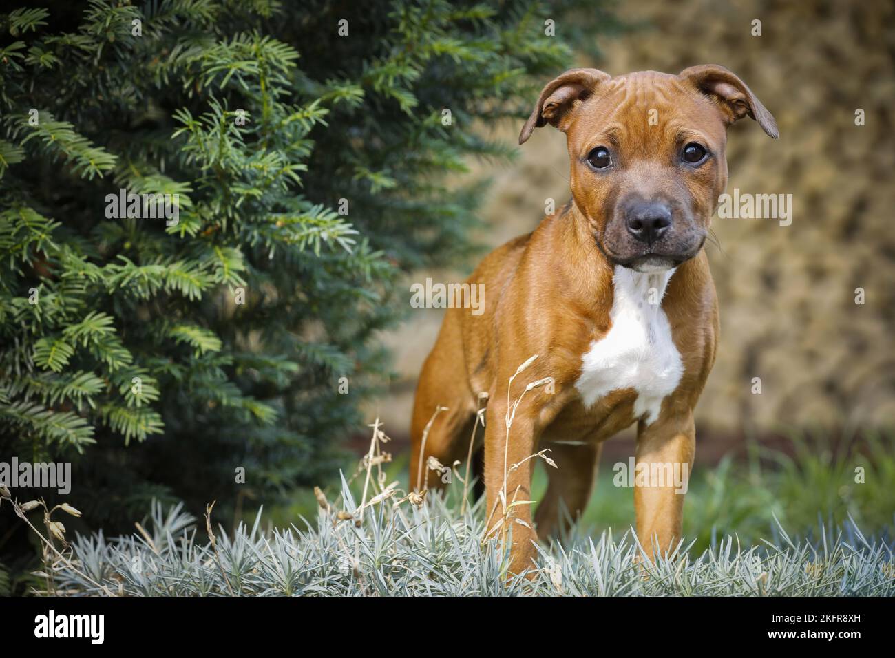 Giovane Staffordshire Bull Terrier Foto Stock