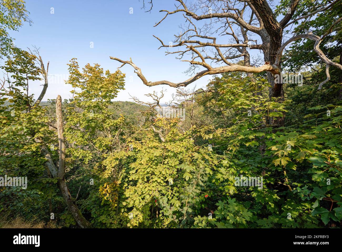 Obscurum Thale .Harz .Sachsen Anhalt. Foto Stock