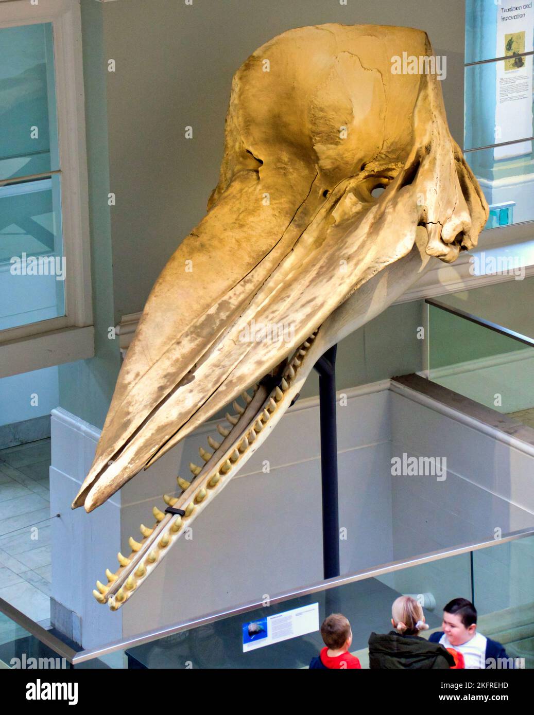 National Museum of Scotland, Chambers St, Edimburgo EH1 1JF Foto Stock