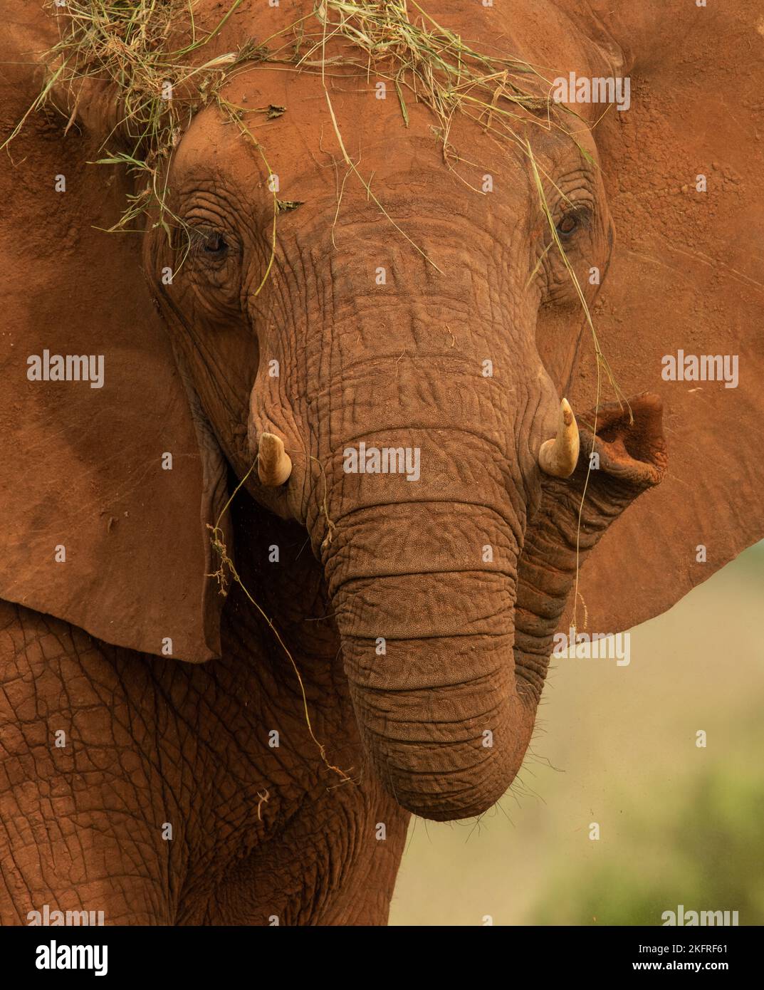 Ritratto dell'elefante dopo aver spolverato con il suolo rosso del Parco Nazionale di Tsavo Est, Kenya Foto Stock