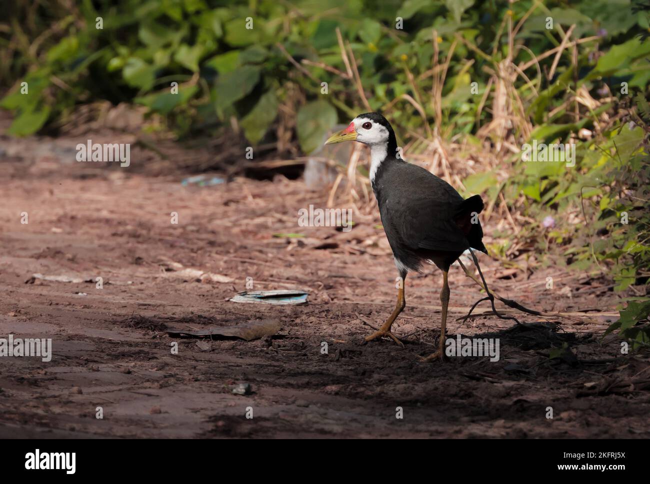 La gallina bianca (Amaurornis phoenicurus) è un uccello della famiglia dei Rallidae, che è ampiamente distribuito in tutta l'Asia sudorientale Foto Stock