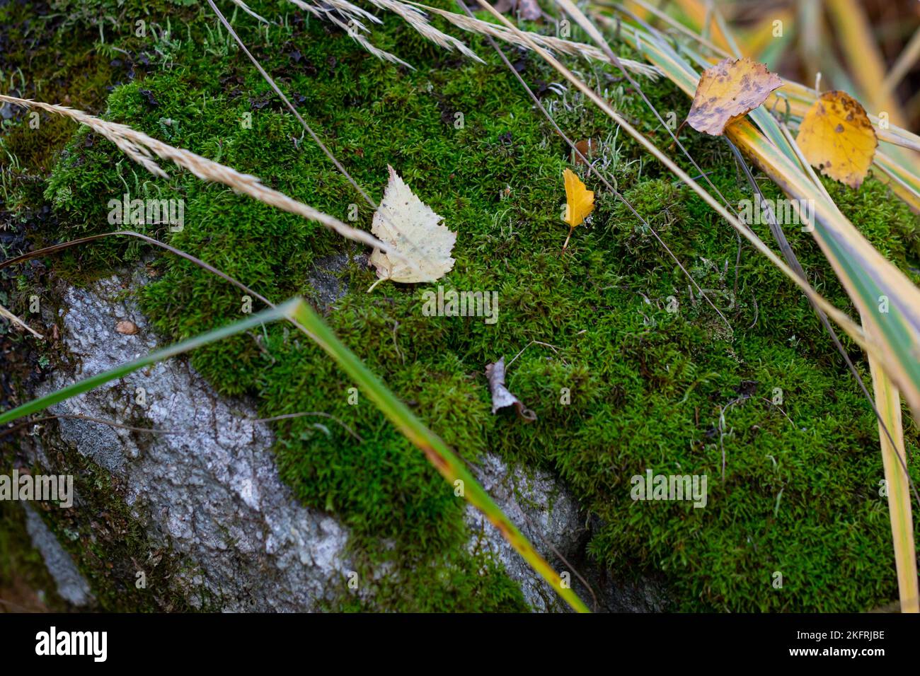 Il tronco di un albero, sovrastato da topo verde sul lato nord, sullo sfondo Foto Stock