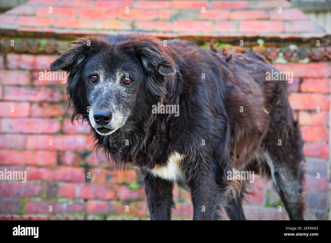 Cane nero randagio in piedi di fronte al muro di mattoni a Kathmandu, Nepal Foto Stock